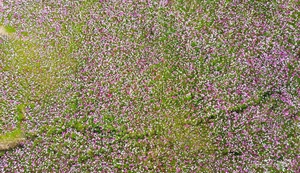 Discover the Stunning 2.5-Hectare Cosmos Flower Island in Ca Mau, Vietnam: A Vibrant Spring Floral Paradise for Nature Lovers and Photography Enthusiasts-4