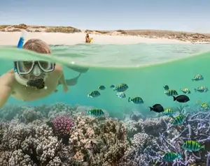 Witness giant sea turtles in Australia's ocean paradise: A magical moment on untouched sands-6