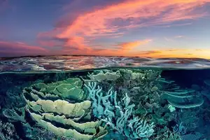 Witness giant sea turtles in Australia's ocean paradise: A magical moment on untouched sands-3