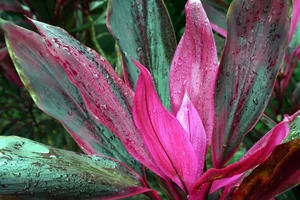 Can Plants Remember? Exploring Controversial Experiments on Plant Intelligence and the Fascinating Memory of Mimosa Pudica-1