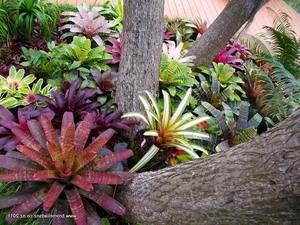 Can Plants Remember? Exploring Controversial Experiments on Plant Intelligence and the Fascinating Memory of Mimosa Pudica-7