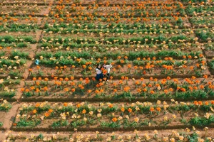 Golden Bliss: The Dreamy Lily Fields Along Kinh Thay River, Hai Phong-4