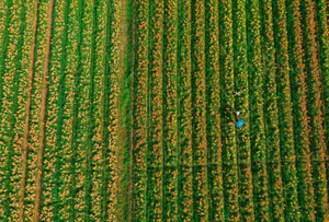 Golden Bliss: The Dreamy Lily Fields Along Kinh Thay River, Hai Phong-1