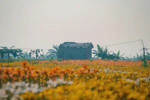 Golden Bliss: The Dreamy Lily Fields Along Kinh Thay River, Hai Phong-0