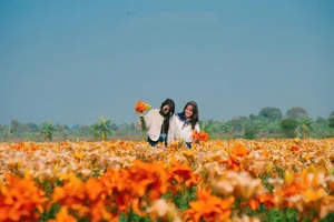 Golden Bliss: The Dreamy Lily Fields Along Kinh Thay River, Hai Phong-6