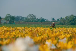 Golden Bliss: The Dreamy Lily Fields Along Kinh Thay River, Hai Phong-2