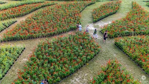 Stunning Giant Lotus Flower Installation at Hue Imperial City: A Vibrant Lunar New Year Celebration in Vietnam-10