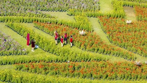 Stunning Giant Lotus Flower Installation at Hue Imperial City: A Vibrant Lunar New Year Celebration in Vietnam-7