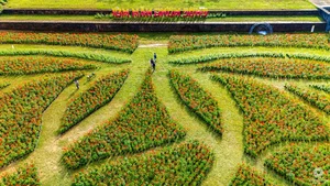 Stunning Giant Lotus Flower Installation at Hue Imperial City: A Vibrant Lunar New Year Celebration in Vietnam-9