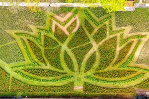 Stunning Giant Lotus Flower Installation at Hue Imperial City: A Vibrant Lunar New Year Celebration in Vietnam-4