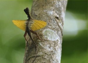 Draco Flying Lizards in Vietnam Uncover Their Amazing Gliding Mechanism and Untold Secrets-0