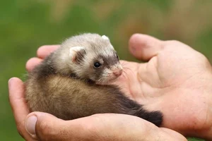 Discover the Mysterious Charm of Ferrets - The Intelligent and Playful Companion-5