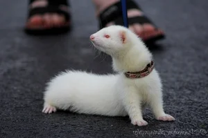 Discover the Mysterious Charm of Ferrets - The Intelligent and Playful Companion-6