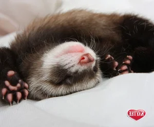 Discover the Mysterious Charm of Ferrets - The Intelligent and Playful Companion-4