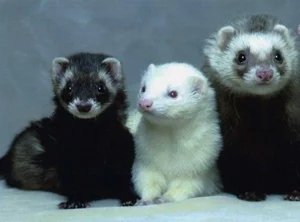 Discover the Mysterious Charm of Ferrets - The Intelligent and Playful Companion-2