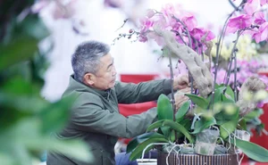 Exquisite Phalaenopsis Orchid Arrangements: Luxury Floral Decor Ideas and Professional Artistry for Festive Celebrations-5