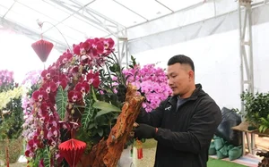 Exquisite Phalaenopsis Orchid Arrangements: Luxury Floral Decor Ideas and Professional Artistry for Festive Celebrations-11