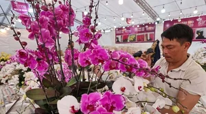 Exquisite Phalaenopsis Orchid Arrangements: Luxury Floral Decor Ideas and Professional Artistry for Festive Celebrations-10