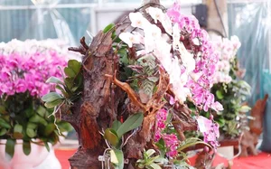 Exquisite Phalaenopsis Orchid Arrangements: Luxury Floral Decor Ideas and Professional Artistry for Festive Celebrations-4