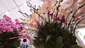 Exquisite Phalaenopsis Orchid Arrangements: Luxury Floral Decor Ideas and Professional Artistry for Festive Celebrations-7