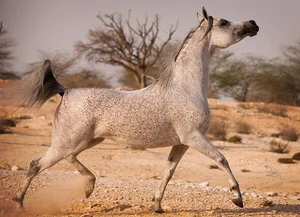 The Majestic Arabian Horse: The Legendary Breed That Shaped History and the Rise of Islamic Civilizations-0