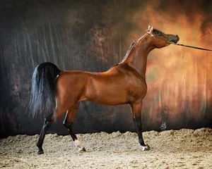 The Majestic Arabian Horse: The Legendary Breed That Shaped History and the Rise of Islamic Civilizations-3