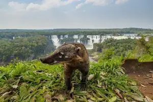 Admire Iguazu National Park: Incredible majestic Devil's Throat Falls scene at Brazil - Argentina border-6