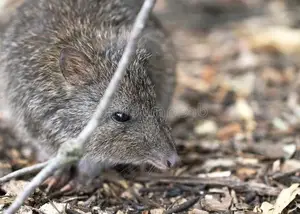 Discover the Potoroo: Australia's Ancient, Mysterious Marsupial & Ecosystem Engineer-3
