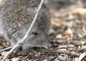 Discover the Potoroo: Australia's Ancient, Mysterious Marsupial & Ecosystem Engineer-1