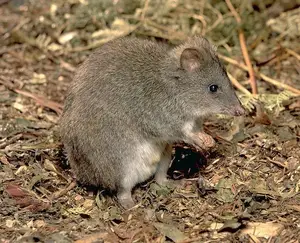 Discover the Potoroo: Australia's Ancient, Mysterious Marsupial & Ecosystem Engineer-2
