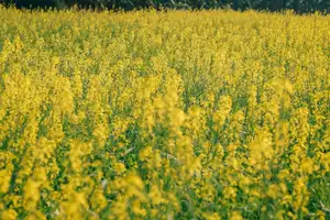 Immerse in Golden Rapeseed Fields: Girl's Artistic Photography Amidst Peaceful Charm, Attracting Year-End Visitors.-3