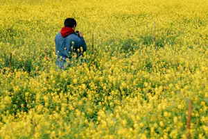 Immerse in Golden Rapeseed Fields: Girl's Artistic Photography Amidst Peaceful Charm, Attracting Year-End Visitors.-7