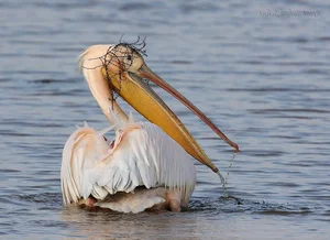 The Incredible Hunting Secrets of Pelicans: Discover the Bird with the World’s Most Unique Beak and Group Fishing Tactics-7
