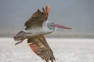 The Incredible Hunting Secrets of Pelicans: Discover the Bird with the World’s Most Unique Beak and Group Fishing Tactics-3