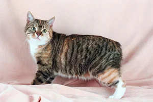 Discover the unique charm of the tailless and round Manx cat-0