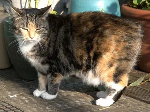 Discover the unique charm of the tailless and round Manx cat-6