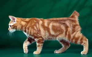 Discover the unique charm of the tailless and round Manx cat-5