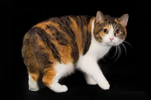 Discover the unique charm of the tailless and round Manx cat-7