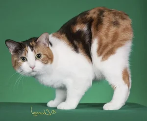 Discover the unique charm of the tailless and round Manx cat-4
