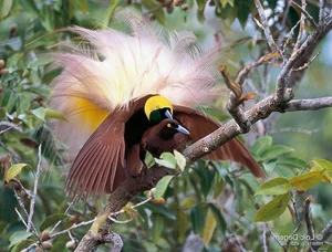 The Greater Bird of Paradise: A Surreal Vision in New Guinea-8