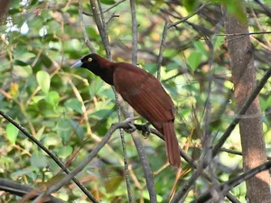 The Greater Bird of Paradise: A Surreal Vision in New Guinea-0