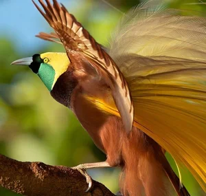 The Greater Bird of Paradise: A Surreal Vision in New Guinea-5
