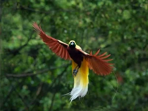 The Greater Bird of Paradise: A Surreal Vision in New Guinea-2