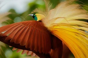 The Greater Bird of Paradise: A Surreal Vision in New Guinea-1