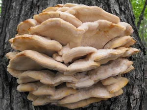 Discover Chicken of the Woods: The Rare Forest Mushroom That Tastes Like Chicken – Laetiporus sulphureus Foraging Guide and Culinary Wonders-2