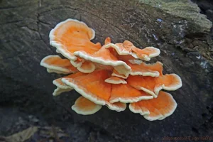 Discover Chicken of the Woods: The Rare Forest Mushroom That Tastes Like Chicken – Laetiporus sulphureus Foraging Guide and Culinary Wonders-3