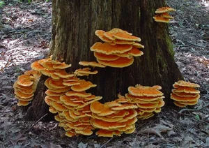 Discover Chicken of the Woods: The Rare Forest Mushroom That Tastes Like Chicken – Laetiporus sulphureus Foraging Guide and Culinary Wonders-6