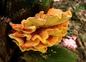 Discover Chicken of the Woods: The Rare Forest Mushroom That Tastes Like Chicken – Laetiporus sulphureus Foraging Guide and Culinary Wonders-7