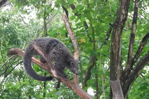 Explore Puerto Princesa National Park: Surreal, Majestic Underground River Hidden in Philippines' Limestone Caves-4