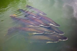 Discover the Arapaima Amazon River Monster Fish A 300kg Fearsome Predator-0